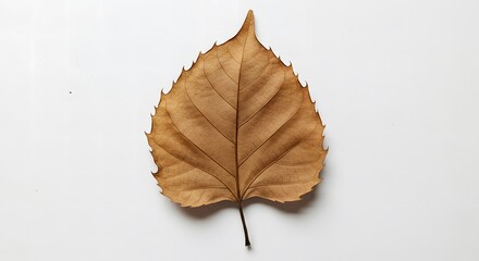 Dry leaf