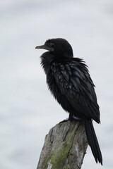 Sri Lankan Birds in the Wild. 