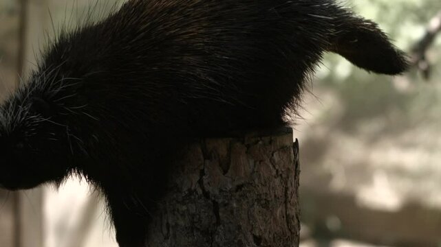 North American Porcupine  Climbing Down a Log