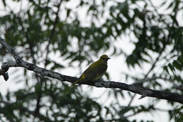 Sri Lankan Birds in the Wild. 