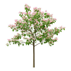 Blooming Pink Flowering Tree with Green Leaves