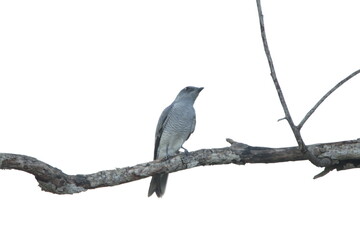 Sri Lankan Birds in the Wild. 