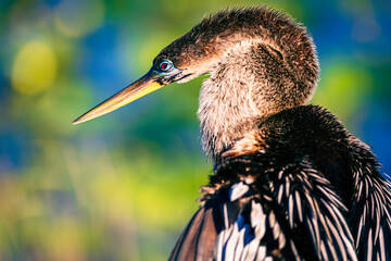Portrait of Anhinga in breeding colors