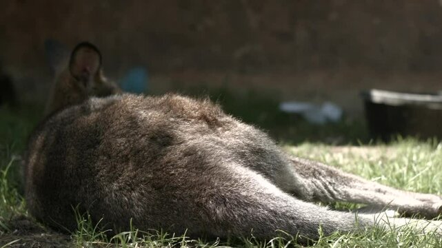 Wallaby Kangaroo Sleeping