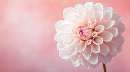 flower, pink, rose, nature, flowers, beauty, peony, plant, spring, blossom, bloom, floral, petal, white, flora, isolated, bouquet, summer, leaf, beautiful, closeup, garden, color, macro, soft