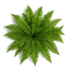 Lush Green Fern with Top View.