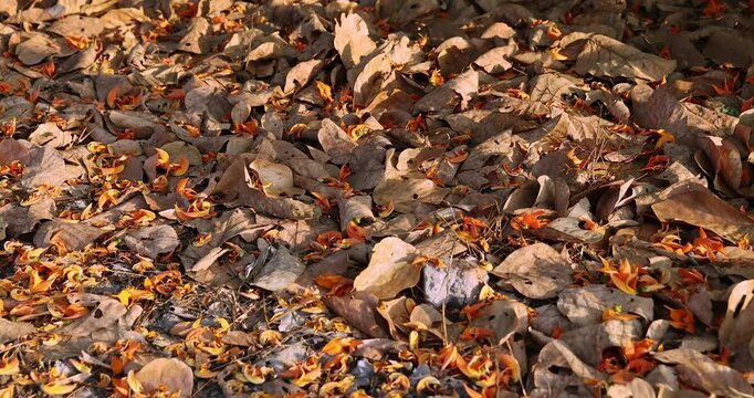 beautiful orange butea monosperma flowers fell on the ground, dried flowers and dry leaves, dry flower pattern.