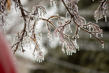 Ice-covered tree branches