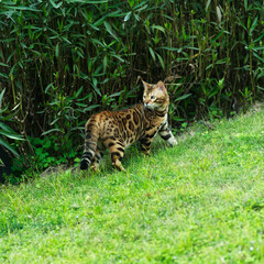 A Bengal leopard cat playing in the grass. Its name is Huahua, and it is a male leopard cat. It is...