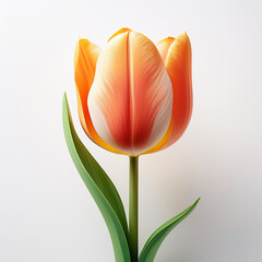 Fiore di tulipano su sfondo bianco