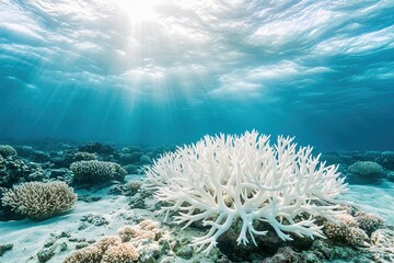 Expresses grief and concern over death and deterioration of a coral reef highlighting pale and devoid structures as well as pressing need to tackle decline of coral reefs and climate change