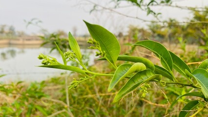 buds of night jasmine in the garden with pond view