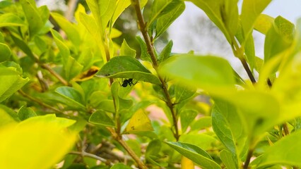 blurry shot of black ant moving under the leaf