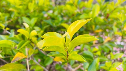 closeup shot of leaves of golden hedge 