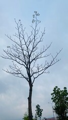 a tree without leaves and a tiny buds blossom on stig