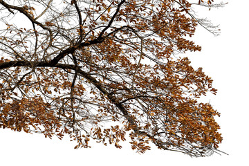 Photo of a natural oak branch with leaves on a transparent background