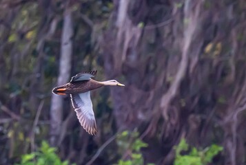 Mottled Duck in flight