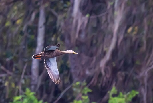 Mottled Duck in flight