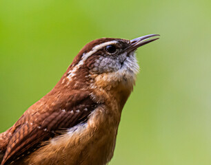 Singing Carolina wren close up