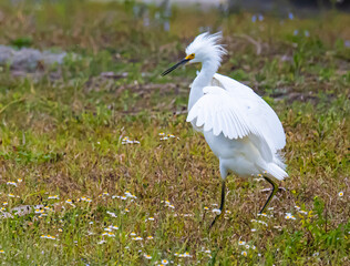 Goofy snowy egret