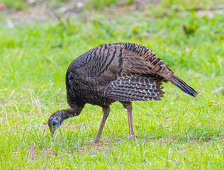turkey in the grass