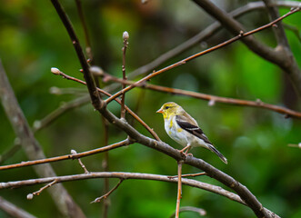 Fototapeta premium American Goldfinch in Florida
