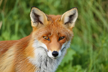 Fototapeta premium Red Fox Portrait Wild Animal in Natural Habitat