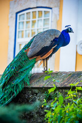 Obraz premium Indian peafowl (Pavo cristatus) in front of Castelo de S. Jorge. A historic fortress in Lisbon, Portugal. Perched on a hilltop, it offers stunning panoramic views of the city and the Tagus River. 