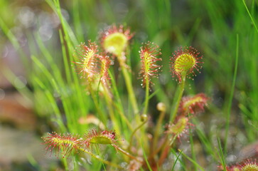 湿地帯のモウセンゴケ