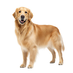 Fototapeta premium Golden Newfie AI Generated Image