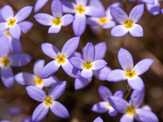 spring flowers in the garden