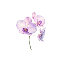 A delicate pink and purple orchid blooms isolate background