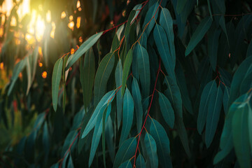 Eucalyptus leaves. branch eucalyptus tree nature background