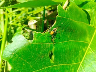 spider on leaf