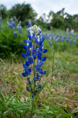 macro photography of blue bonnets in Houston, Texas