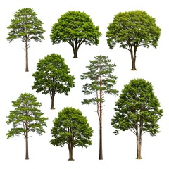 tree isolated on white background