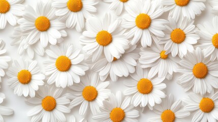 Obraz premium Fresh daisies creating a vibrant floral background