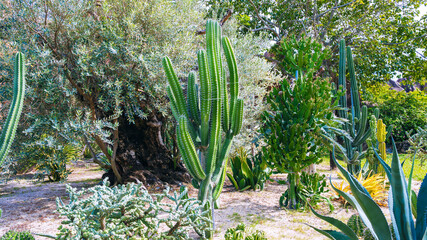 cacti and succulents grow in the desert in the outdoor botanical garden