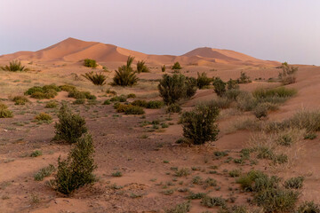 Marrokanische Sandwüste mit Sanddünen und vereinzelten Sträuchern