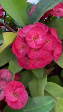 Euphorbia milli flower a bunch