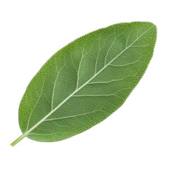 Obraz premium Sage Leaf: A close-up shot of a vibrant green sage leaf, showcasing intricate vein details and natural beauty. A perfect representation of freshness and botanical elegance.