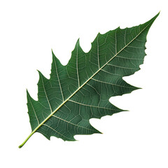 Naklejka premium Green Leaf's Intricate: This striking image showcases a close-up of a vibrantly green leaf, its intricate details and patterns. It's a testament to the beauty and complexity of nature. 