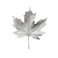 Naklejka premium Autumn's Embrace: An elegant and detailed capturing of a single maple leaf in stunning shades of grey. The leaf, a symbol of autumn and nature's beauty.
