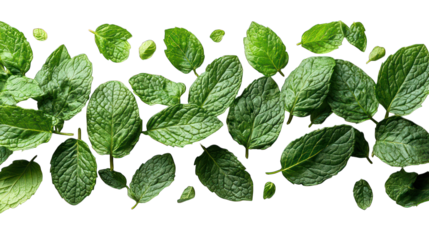 Fresh mint leaves placed on a clean white background