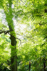 Fototapete bei efototapeten.de bestellen   