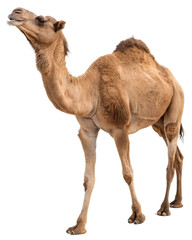 Dromedary Camel Isolated on White background, clipping path