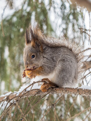 Fototapeta premium The squirrel with nut sits on tree in the winter or late autumn