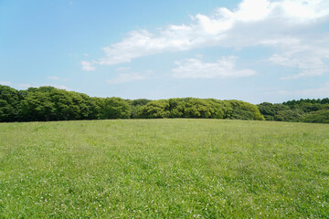 水元公園の中央広場