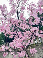 Japanese cherry blossom