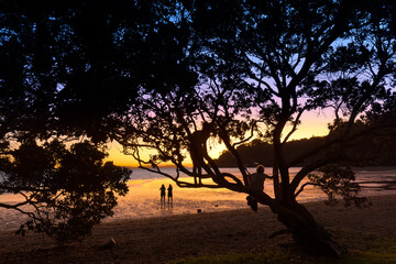 Coromandel Peninsula, New Zealand. Sunset at Shelly Beach near Coromandel town. People silhouetted on beach and others climbing Pōhutukawa tree.